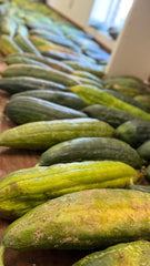 Home Grown Loofah